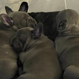 French Bulldog Puppies from Luxury French Bulldogs
