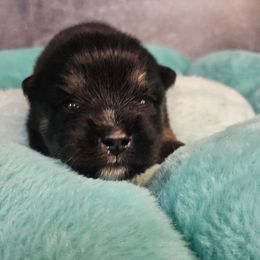 Koa - Black and white male Pomsky puppy in Southern California, California from SoCal Pomskies LLC