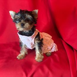 BB pink girl - Blue and gold female Yorkshire Terrier puppy in Alburnett, Iowa from Hobbs Shire Yorkies