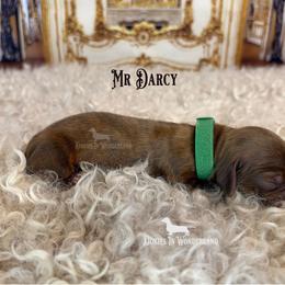 Mr Darcy - Cream male Dachshund puppy in Rainier, Oregon from Doxies in Wonderland