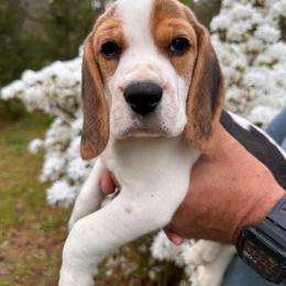 Baby Boy - Black tan and white male Beagle puppy in Monticello, Georgia from Beaglelove