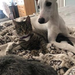 Whippet Puppies from Wise Heart Whippets