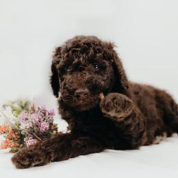 Bernedoodle, Goldendoodle, Poodle, and Shihpoo Puppies from Stormie's Doodles