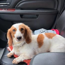 Dachshund puppies from Brit’s Doxie Crossing