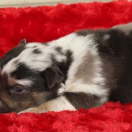 Vangogh - Blue merle male Miniature Australian Shepherd puppy in Lufkin, Texas from Texas Lil Cowdogs