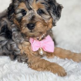 Yellow - Merle female Bernedoodle puppy in Charleston, South Carolina from Palm Belle Doodles
