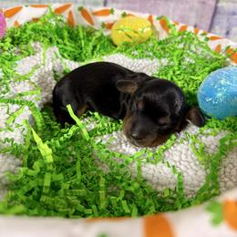 Paddy - Black and tan male Dachshund puppy in Westport, Kentucky from Lonestar Creek Farm