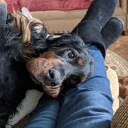 Gordon Setter All Grown Up from Gail Godding's Gordon Setters