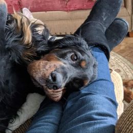 Gordon Setter All Grown Up from Gail Godding's Gordon Setters