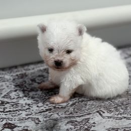Aurora - White female Pomeranian puppy in Edmond, Oklahoma from Okie Poms