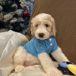 Zane - Parti male Poodle puppy in Mobile, Alabama from Semmy’s Standard Poodle LLC