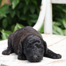 Paige - Black female Whoodle puppy in West Bend, Iowa from Blue Skies Terriers