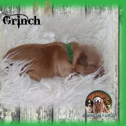 Grinch - Light golden male Golden Retriever puppy in Anson, Texas from Diamond Bar N Ranch