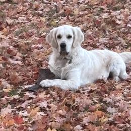 Golden Retrievers from Vollbach Farm