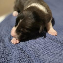 Clifton - Blue merle male Border Collie puppy in Chino Valley, Arizona from Dog Pond Border Collies