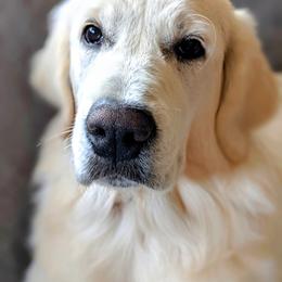 Golden Retriever Puppies from Cruz'n Golden Retrievers