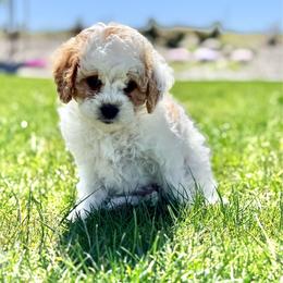 Spot - Blenheim male Cavapoo puppy in Kennewick, Washington from The Little Park Farm