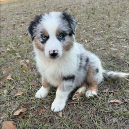 Otter - Blue merle male Australian Shepherd puppy in Mc Alpin, Florida from RussKris Farms Aussies