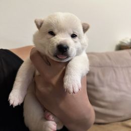 Boy 2 - Cream Shiba Inu puppy in Temple City, California from Obi’s Pups