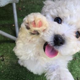 Bichon Frise Puppies from Beloved Bichon