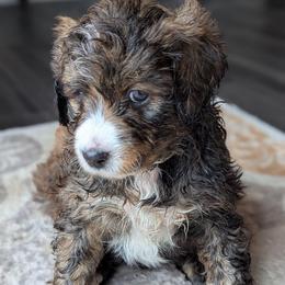 Pink - Tri-color female Bernedoodle puppy in Connecticut from Valley View Doodles