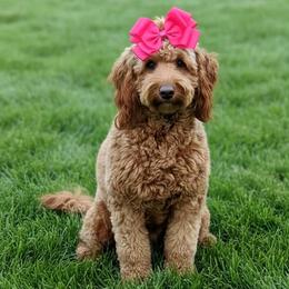 Sadie Mae - Goldendoodle
