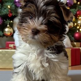 Mason - Chocolate tan and white male Biewer Terrier puppy in Oklahoma from Rocky Oak Cavaliers & Biewer Terriers LLC