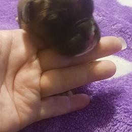 Boy 3 - Brindle male Boxer puppy in Shelbyville, Tennessee from Layne's Boxers
