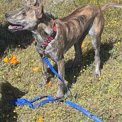 Jay - Brindle male Vietnamese Phu Quoc Ridgeback puppy in Palmdale, California from Vietnamese Phu Quoc Ridgeback Dogs of Southern California