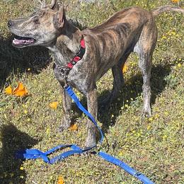 Jay - Brindle male Vietnamese Phu Quoc Ridgeback puppy in Palmdale, California from Vietnamese Phu Quoc Ridgeback Dogs of Southern California