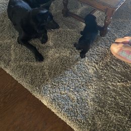 German Shepherd Puppies from High Voltage GSD