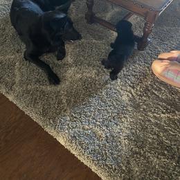 German Shepherd Puppies from High Voltage GSD