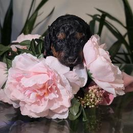 Poodle Puppies from Quality Care Dobermans