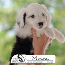 Moana - Black and white female Sheepadoodle puppy in Cleveland, Tennessee from Narrow Path Old English & Sheepadoodles