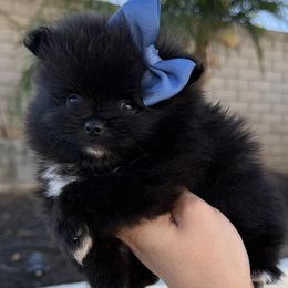 Girl 1 - Black female Pomeranian puppy in California from Pawsh Poms