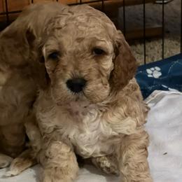 Oak- male 1 - Red male Cockapoo puppy in Mountain View, Missouri from Gastineau Doodles