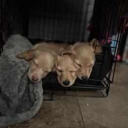 Dachshund Puppies from Dash of Love