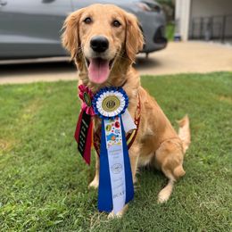 Lilly - Golden Retriever