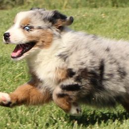 Miniature Australian Shepherds from Oak Tree Mini Aussies
