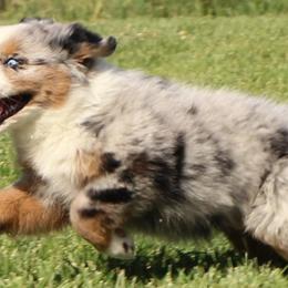 Miniature Australian Shepherds from Oak Tree Mini Aussies