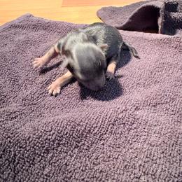 Boy 2 French fry - Black and gold male Yorkshire Terrier puppy in Newman, California from Central Valley Yorkies
