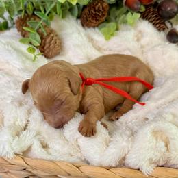 Noel - Red  male Goldendoodle puppy in Haltom City, Texas from Ohana Doodles