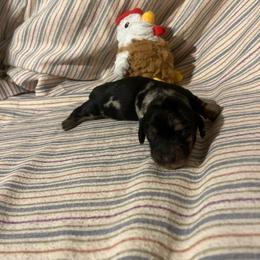 Peaches - Dapple female Dachshund puppy in East Dover, Vermont from Audet’s Mini Dachshunds