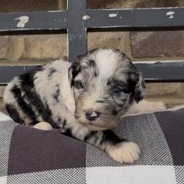 Basil - Blue merle male Aussiedoodle puppy in Cartersville, Georgia from Simply Blessed Doodles