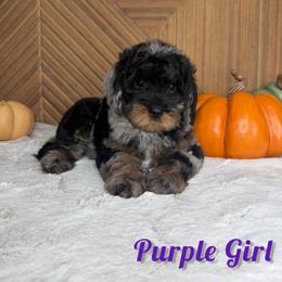 Purple girl - Merle female Goldendoodle puppy in Modesto, California from Two Doods Doodles