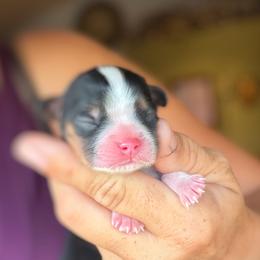 Male - Tri-color male Cavalier King Charles Spaniel puppy in Lewiston, Utah from Country Pups Cavaliers