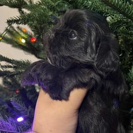 Max - Black male Shih Tzu puppy in Azusa, California from RJ Shih Tzu lover
