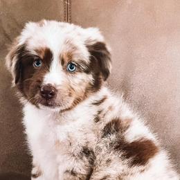 Aussiedoodles and Miniature Australian Shepherds from M&M Aussies and Doodles