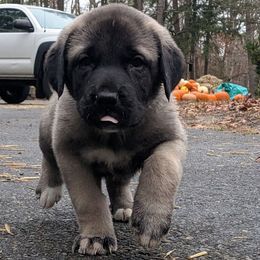 Michael - Gray fawn male Anatolian Shepherd Dog puppy in Jackson, New Jersey from Homestead Heaney