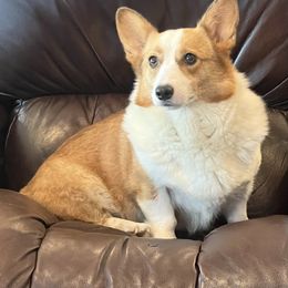 Paisley - Pembroke Welsh Corgi